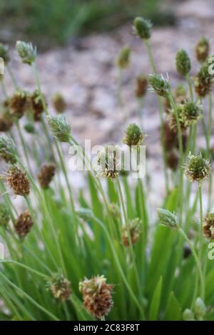 Plantago lanceolata, Ribwort Wegerich. Wildpflanze im Sommer erschossen. Stockfoto