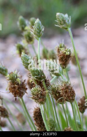 Plantago lanceolata, Ribwort Wegerich. Wildpflanze im Sommer erschossen. Stockfoto