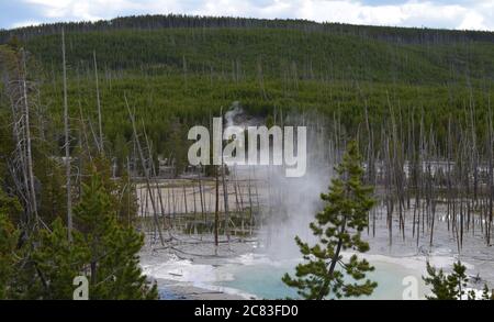 Spätfrühling im Yellowstone National Park: Dampfwolken steigen aus der Zisterne Spring und dem Arch Steam Vent im Back Basin Bereich des Norris Geyser Basin auf Stockfoto