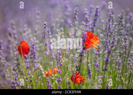 Nahaufnahme von ein paar roten Mohnblumen wachsen in der Mitten in einem Lavendelfeld Stockfoto