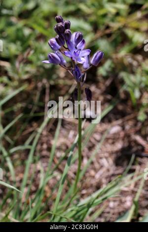 Scilla autumnalis - Wilde Pflanze im Sommer erschossen. Stockfoto