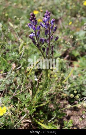 Scilla autumnalis - Wilde Pflanze im Sommer erschossen. Stockfoto