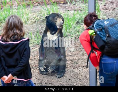 Berlin, Deutschland. Juli 2020. In seinem Gehege im renovierten Alfred-Brehm-Haus im Berliner Zoo ist ein malaysischer Bär zu sehen, der als Regenwaldwelt für Besucher geöffnet ist. Nach zwei Jahren Renovierung gibt es nun größere Freigehege mit Dschungel- und Regenlandschaften sowie Gehege mit Panoramafenstern statt Balken. Insgesamt sind 66 Tierarten und 5000 Pflanzen zu sehen. Quelle: Jens Kalaene/dpa-Zentralbild/ZB/dpa/Alamy Live News Stockfoto