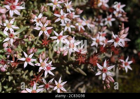 Sedum hispanicum, Spanischer Stonekrop. Wildpflanze im Sommer erschossen. Stockfoto