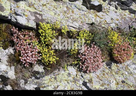 Sedum hispanicum, Spanischer Stonekrop. Wildpflanze im Sommer erschossen. Stockfoto