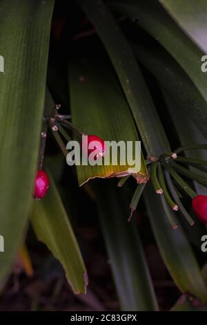 Vertikale Nahaufnahme einer rosafarbenen, ungeöffneten Buschlilienknospe Wächst umgeben von Blättern Stockfoto