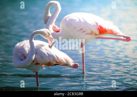 Nahaufnahme von zwei rosa Flamingos, die auf einem Bein stehen Und ihre Federn auf flachem Wasser in den frühen Reinigungsarbeiten Morgenlicht Stockfoto