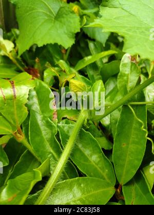 Kleine Kürbisfrucht mit gelber Knospe im Garten im Sommer Stockfoto