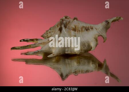 kleine Seasnail Schale, gebrochen durch das Meer Stockfoto