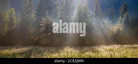 Sonnenlicht, das durch den nebligen Wald geht Stockfoto