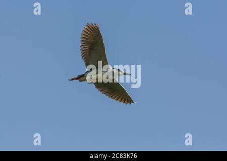 Schwarzkronenreiher (Nycticorax nycticorax) im Flug. Stockfoto