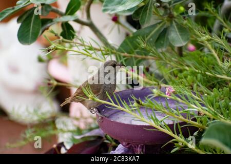 Kleiner brauner und olivfarbener Barbados-Bullfink oder Loxigilla barbadensis-Vogel, der auf dem Rand des violetten Ornaments im Freien mit verschwommener Natur thront. Stockfoto