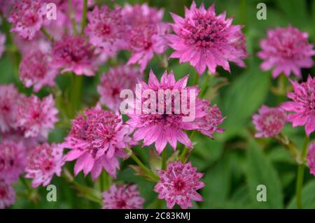 Candy-Pink Astratia 'Roma' (Hattie's Pincushion oder Masterwort) Blumen in einer Grenze bei RHS Garden Harlow Carr, Harrogate, Yorkshire gewachsen. England, Großbritannien Stockfoto