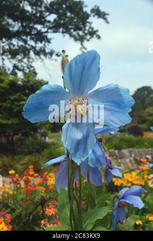 Große blaue Meconopsis (George Sherriff Gruppe) 'Malemain' (Himalaya-Mohn) Blumen in einer Grenze bei RHS Garden Harlow Carr, Harrogate, Yorkshire. Stockfoto