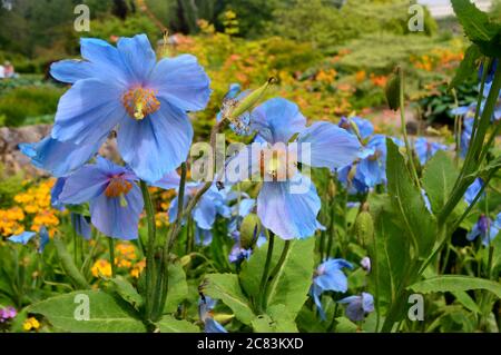 Große blaue Meconopsis (George Sherriff Gruppe) 'Malemain' (Himalaya-Mohn) Blumen in einer Grenze bei RHS Garden Harlow Carr, Harrogate, Yorkshire. Stockfoto