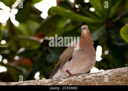 Schöne braune zenaida Taube sitzt auf dem Ast eines tropischen oder indischen Mandelbaums mit verschwommener Natur und grünen und roten Blättern im Hintergrund. Stockfoto