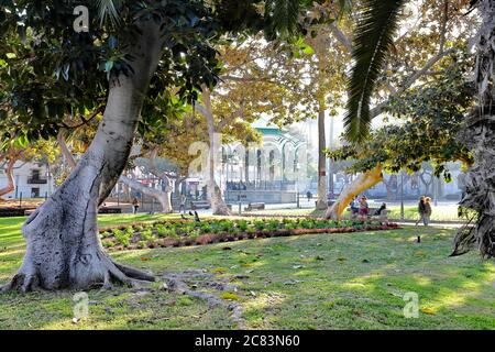 Las Palmas,Gran Canaria,02.09.2019 .schöne Aussicht auf den San Telmo Park mit einem schönen Ficus Baum im Fokus. Stockfoto