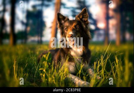 Schöner, niedlicher Border Collie Hund liegt auf dem Gras im Park während Sonnenaufgang Stockfoto