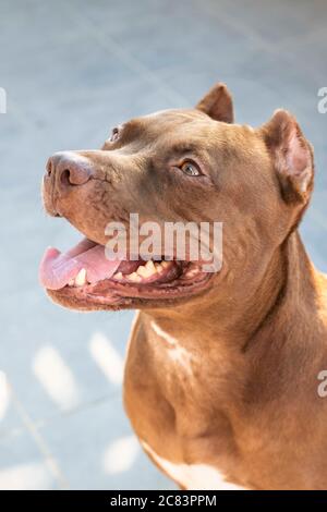 Ein brauner Bulldogge schaut nach oben Stockfoto