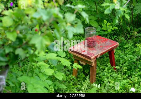 Glas mit roten, reifen Himbeeren auf einer alten Bank in einem grünen Garten Stockfoto