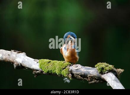 Eisvogel Preening, Barching und Angeln am Flussufer Stockfoto