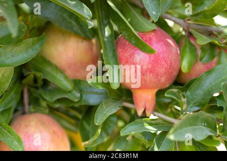 Ein roter Granatapfel wächst auf dem Baum Stockfoto