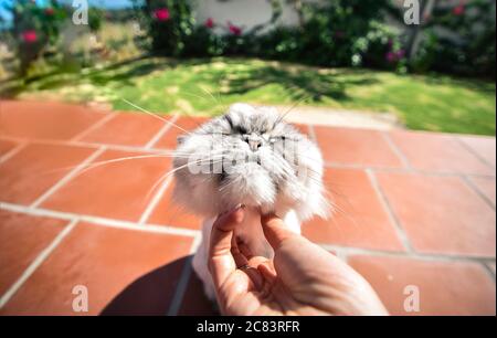 Glückliche persische Chinchilla Katze mag es, von der Hand der Frau gestreichelt. Stockfoto