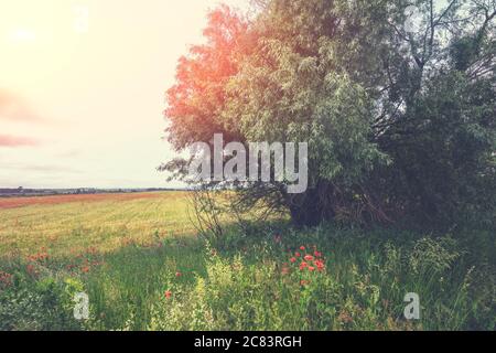 Die landwirtschaftliche Landschaft an einem sonnigen Tag. Weidefeld mit blühenden Mohnblumen und Weidenbaum Stockfoto