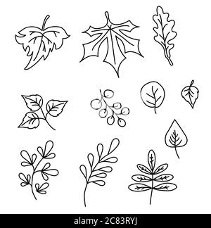 Set von Elementen für die Herbstsaison. Schwarze Konturzeichnungen verschiedener Blätter. Für Herbst Design und Dekoration. Vektor. Alle Elemente sind isoliert Stock Vektor