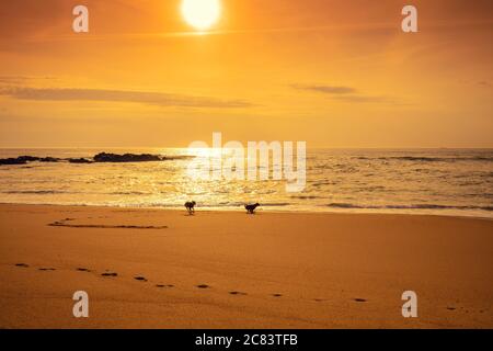 Seascape bei Sonnenuntergang. Goldener Sonnenuntergang über dem Meer. Zwei Hunde am Strand. Schöner Strand am Abend Stockfoto