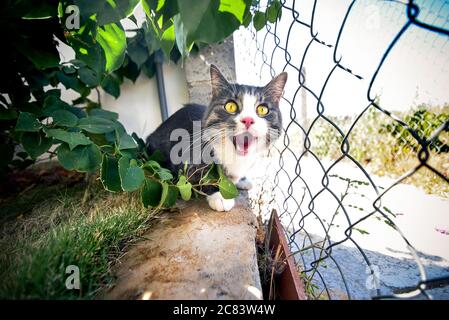 Schöne gestreifte Kätzchen mit grünen Augen sitzen in der Nähe von Zaun. Stockfoto