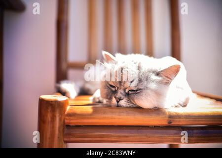 Cute persische Chinchilla Katze schläft auf dem Stuhl Stockfoto