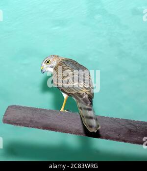 Ein wechselbarer Hawk Eagle auf Fächerblatt zu Hause, in Kerala, Indien. Stockfoto