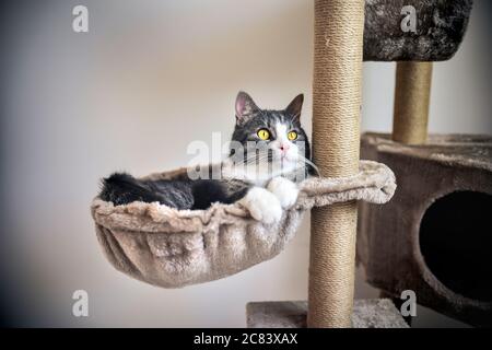 Lustige gestreifte Kätzchen liegen auf dem Katzenhaus Stockfoto