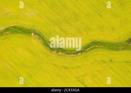 High-Angle-Aufnahme der Canola Crop Farming in Western Australia Stockfoto