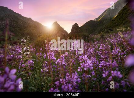 Wunderschöne Landschaft des Bergtals und alpine Wiese mit lila Blumen im Vordergrund. Outdoor- und Wanderkonzept Stockfoto