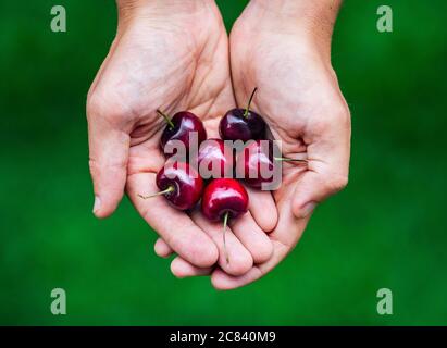 Leckere, leckere reife rote Kirschen in den Händen des Mannes. Stockfoto