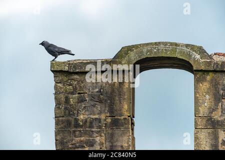 A Jackdaw, Chipping, Preston, Lancashire. GROSSBRITANNIEN. Stockfoto