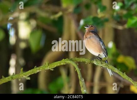 Ein männlicher Chaffinch, der singt, Chipping, Preston, Lancashire, Großbritannien Stockfoto