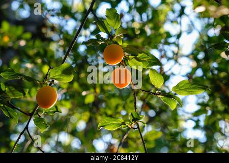 Pflaumen auf einem Pflaumenbaum im Sommer Stockfoto