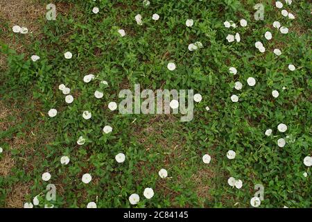 Weiße Blumen Birke Bindenweed natürlichen Hintergrund im Garten. Stockfoto