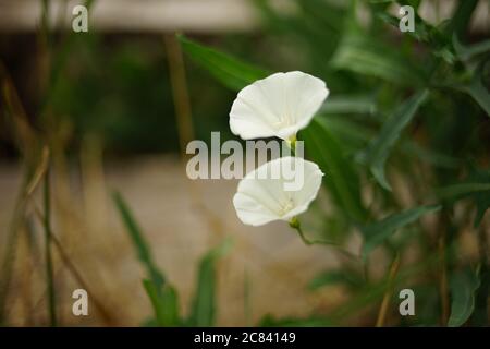 Zwei weiße Blüten Birke Bindenweed wachsen im Garten. Stockfoto