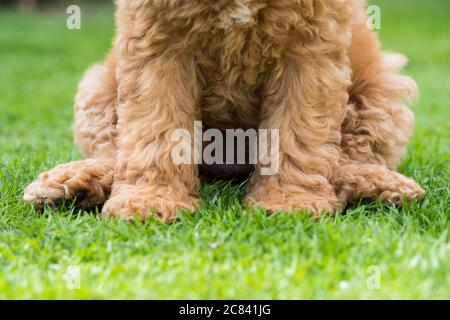 Abstrakte Ansicht der unteren Hälfte eines Mini-Pudel-Welpen auf Gras in einem Park sitzen gesehen. Zeigt ihr hypoallergenes, nicht vergießende Fell. Stockfoto
