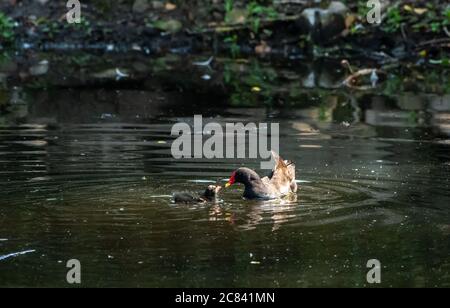 Ein Moorhen und Küken auf dem Dorf Mühle Teich, Chipping, Preston, Lancashire, England, Vereinigtes Königreich. Stockfoto