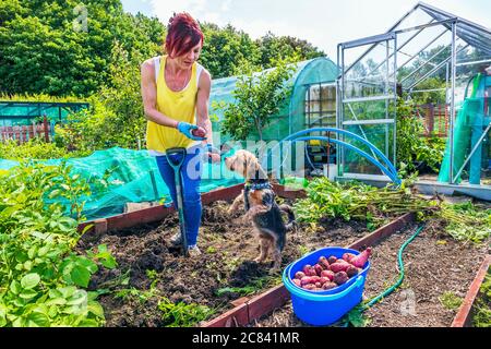 Tracy McDowell und ihr Hund Jack, graben Kartoffeln aus ihrem Grundstück bei Eglinton Growers, Kilwinning, Ayrshire, Schottland, Großbritannien Stockfoto