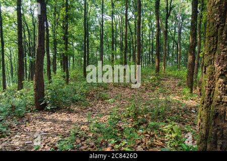 Ein Sal Tree Forest. Shorea robusta, der Sal Tree, ist eine Baumart aus der Familie Dipterocarpaceae. Stockfoto