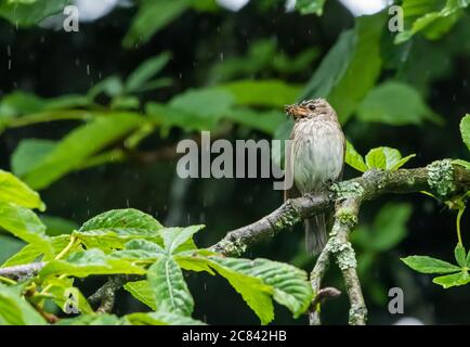 Ein gefleckter Fliegenfänger, Chipping, Preston, Lancashire, Großbritannien Stockfoto