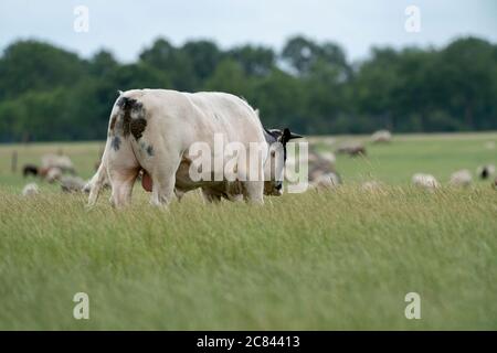 Kühe und Stiere weiden auf der Weide auf einer grünen Wiese, essen frisches Gras. Weißer Stier im Vordergrund, Herde im Hintergrund. Das Konzept der Nutztiere und Stockfoto