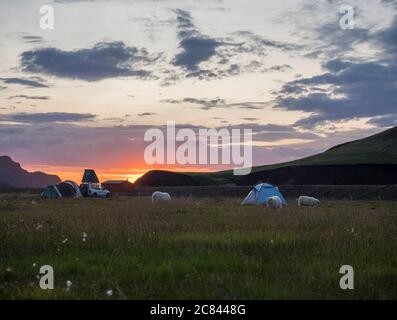 Schöner rot-lila Sonnenaufgang in Landmannalaugar Berg auf Campingplatz Bereich mit weidenden Schafen und Zelten. Fjallabak Naturschutzgebiet in Highlands Region Stockfoto