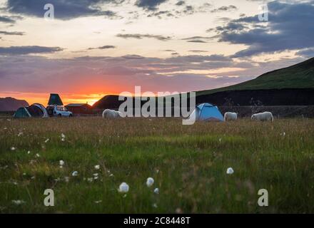 Schöner rot-lila Sonnenaufgang in Landmannalaugar Berg auf Campingplatz Bereich mit weidenden Schafen und Zelten. Fjallabak Naturschutzgebiet in Highlands Region Stockfoto